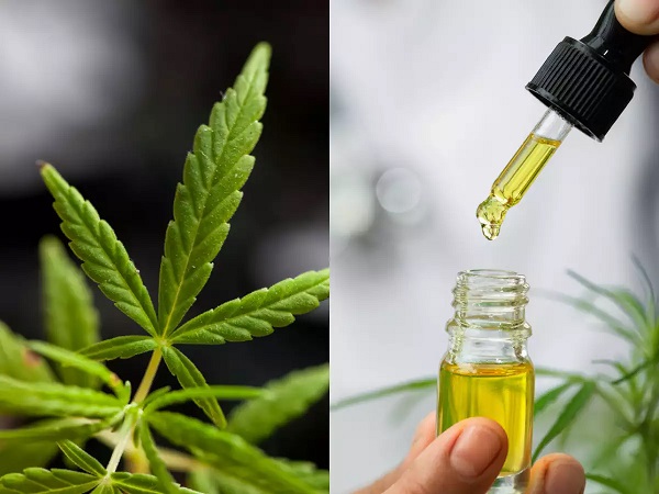 What Is CBD And How CBD Oil Is Beneficial For Our Health? 